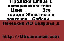 Продажа шпица в померанском типе › Цена ­ 20 000 - Все города Животные и растения » Собаки   . Ненецкий АО,Белушье д.